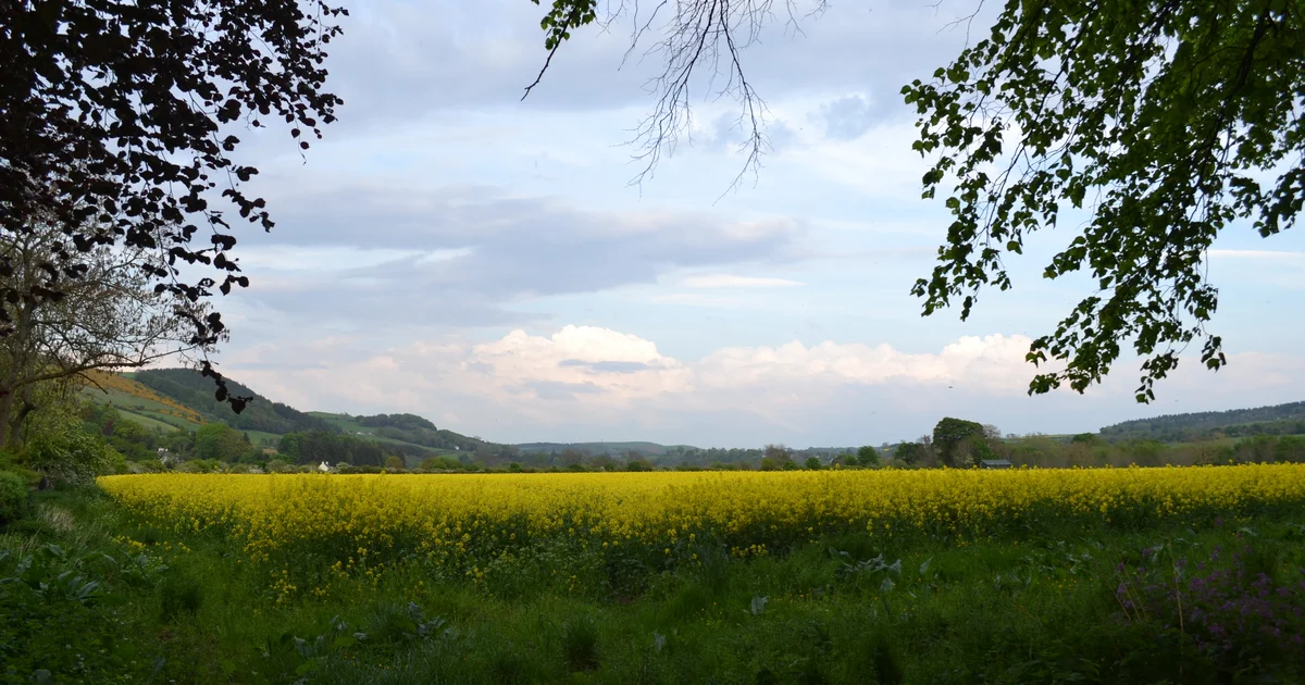 Rolling countryside in the Scottish Borders.